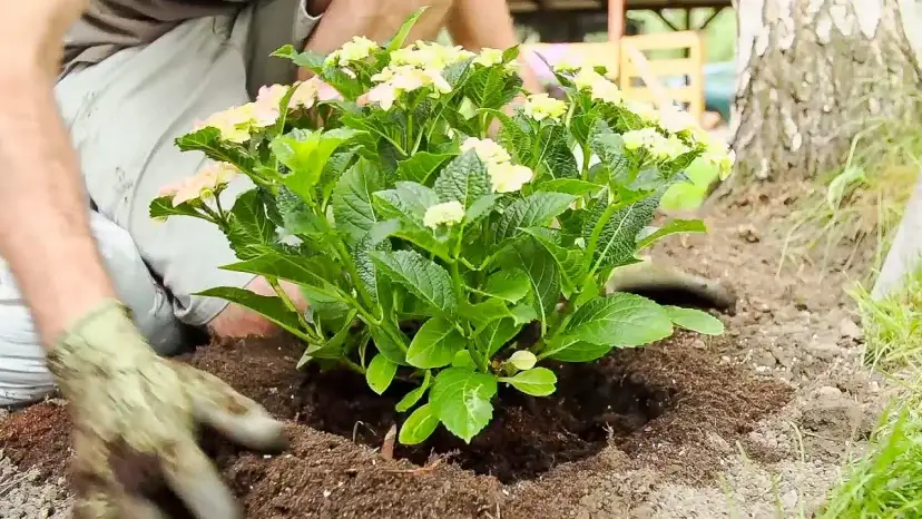 Jak sadzić hortensje - uniknij najczęstszych błędów w ogrodzie