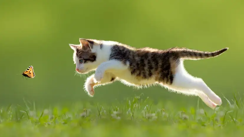 Co jedzą małe kotki? Kluczowe informacje o diecie kociąt