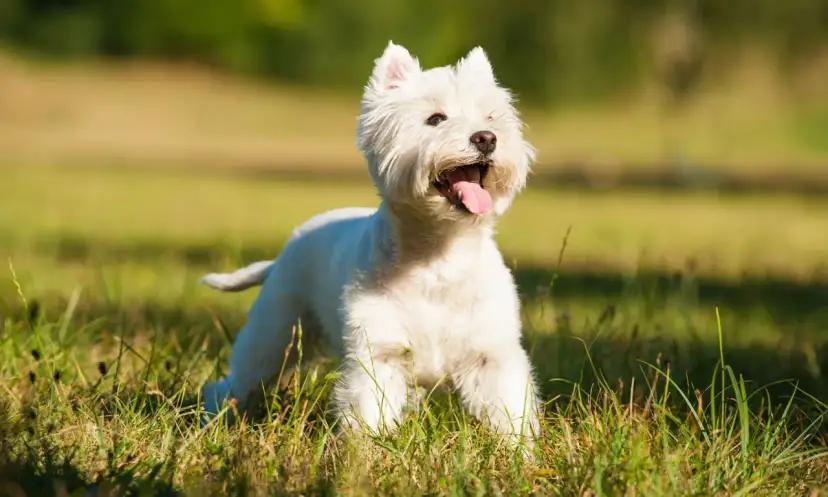 Wesoły terrier biały z językiem na wierzchu, cieszący się słońcem na zielonej łące.