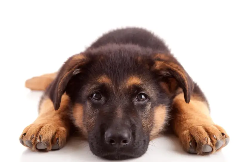 Owczarek niemiecki: Ile żyje i co zrobić, by był z Tobą dłużej?