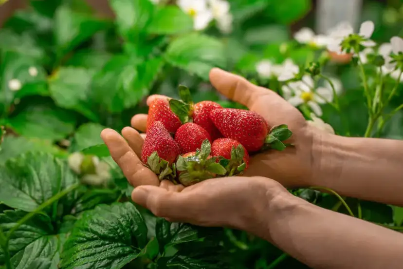 Jaki nawóz do poziomek? Sprawdź najlepsze opcje dla obfitych plonów
