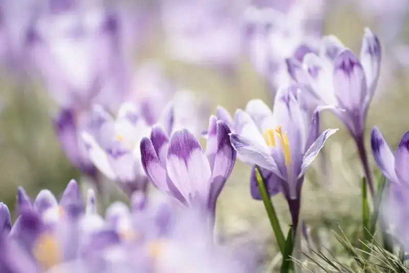 Kiedy sadzić krokusy cebulki, aby uniknąć słabego kwitnienia?