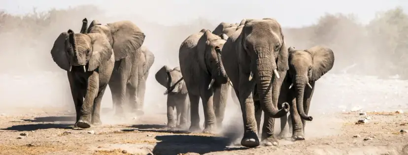 Niezapomniane atrakcje w Namibii, które musisz zobaczyć podczas podróży