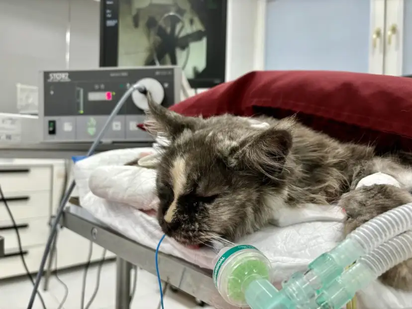 Ropomacicze u kotki: Objawy, leczenie liczy się każda godzina