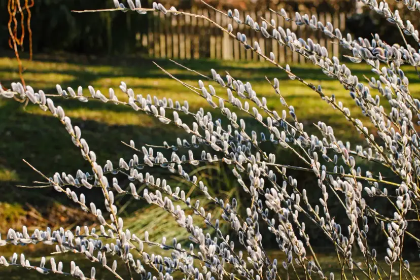 Na jakim drzewie rosną bazie kotki? Odkryj niespodziewane gatunki