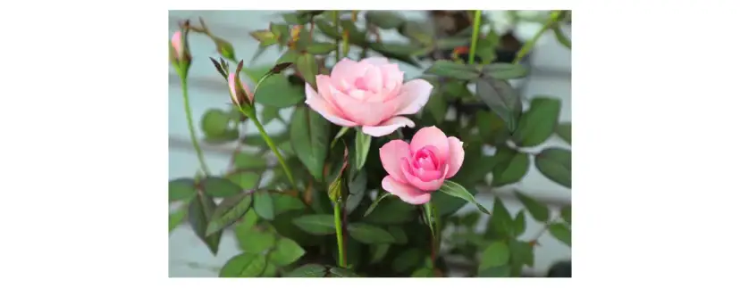 Kiedy sadzić róże w donicy, aby uniknąć problemów z ich wzrostem