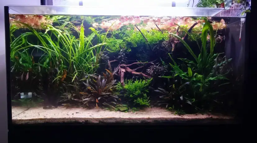 Jakie nawozy do akwarium wybrać, aby uniknąć problemów z roślinami?