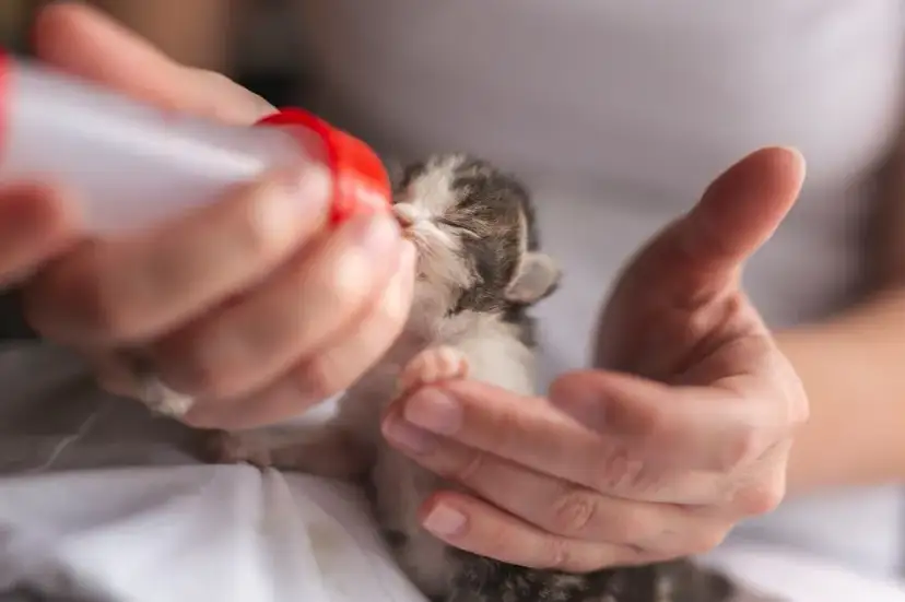 Jak karmić małe kotki bez matki - kluczowe metody i porady
