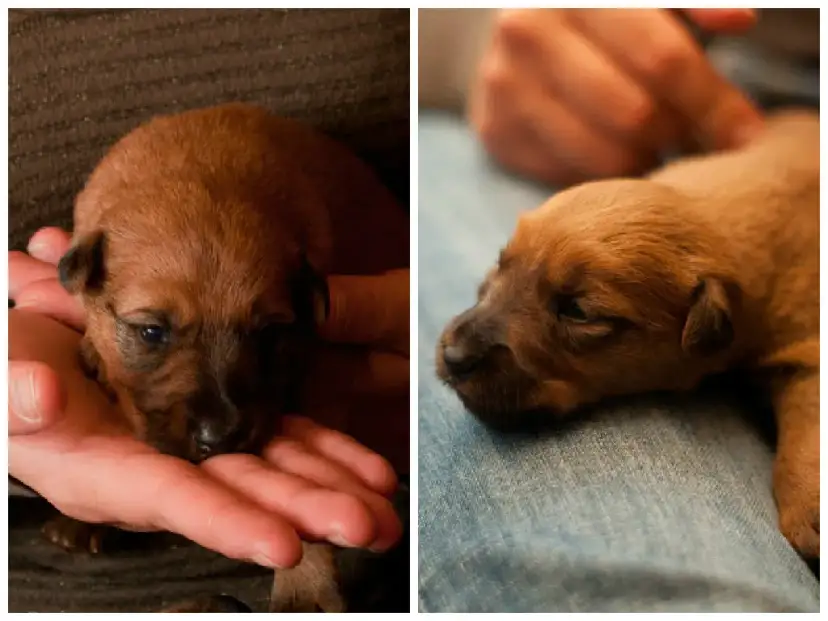 Jak psy się rozmnażają - zrozumienie procesu i opieka nad szczeniętami