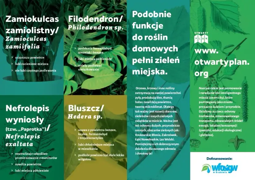 Jakie rośliny na smog skutecznie poprawią jakość powietrza w domu?