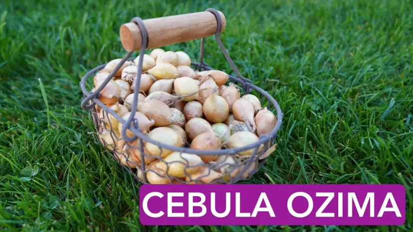 Jak się sadzi cebulę? Sprawdź najlepsze metody i porady na sukces