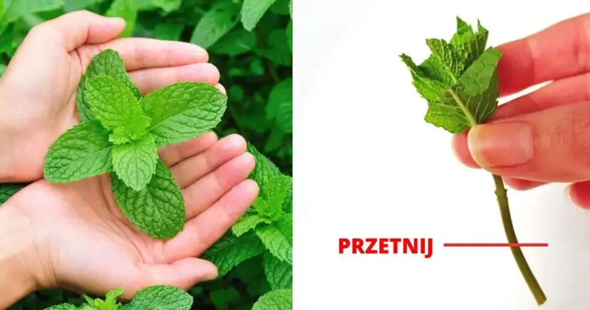 Jak sadzić miętę, aby uniknąć błędów i cieszyć się plonami