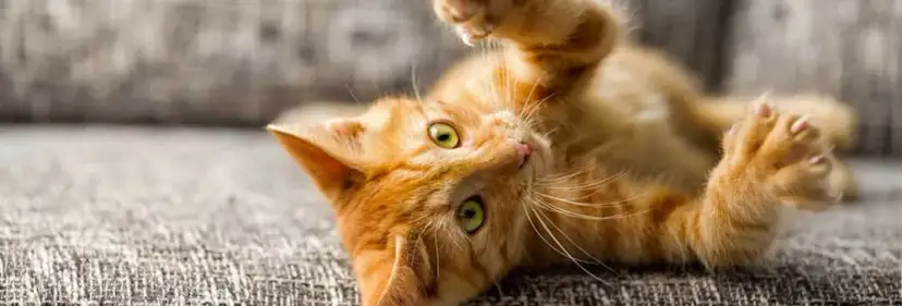 Czy koty mogą jeść chipsy? Poznaj niebezpieczeństwa i alternatywy