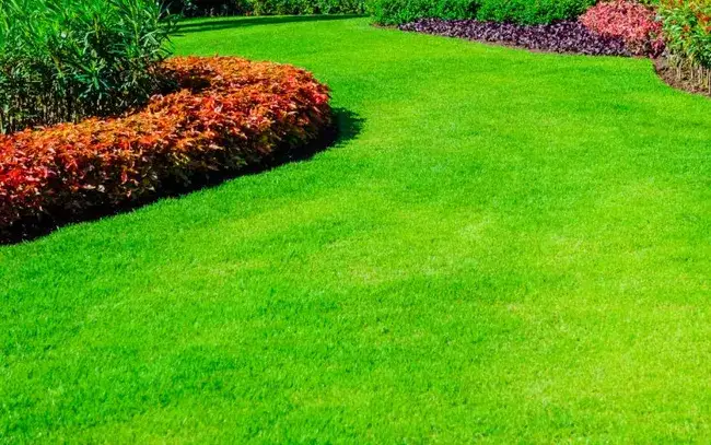 Jaki skład nawozu do trawy zapewni zdrowy i piękny trawnik?