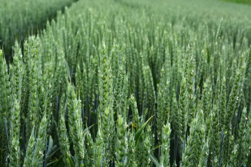 Jaki nawóz na wiosnę na pszenicę, aby uzyskać najwyższe plony?