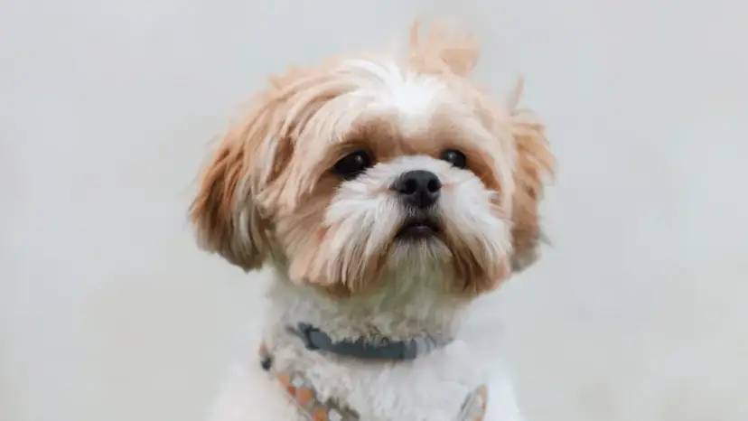 Szelki czy obroża dla Shih Tzu - co zapewni lepsze bezpieczeństwo?