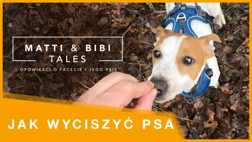 Jak wytresować psa żeby nie gryzł i cieszyć się spokojem w domu