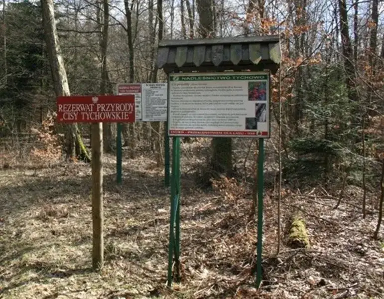 Rezerwat przyrody cisy w Polsce: Ochrona unikalnych gatunków