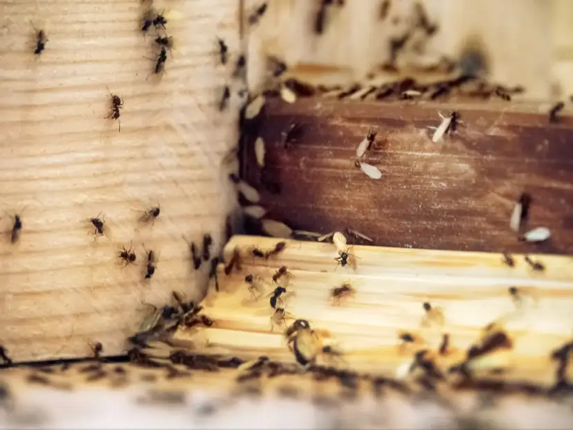 Myśli pan, że mrówki znikną? Skuteczne sposoby na mrówki w mieszkaniu