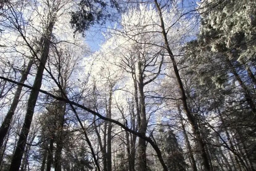 Rezerwat przyrody Puszcza Śnieżnej Białki - Odkryj jego tajemnice i piękno