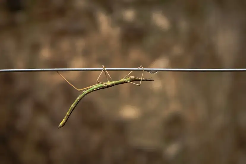 Jak się rozmnażają patyczaki? Odkryj sekrety ich rozmnażania