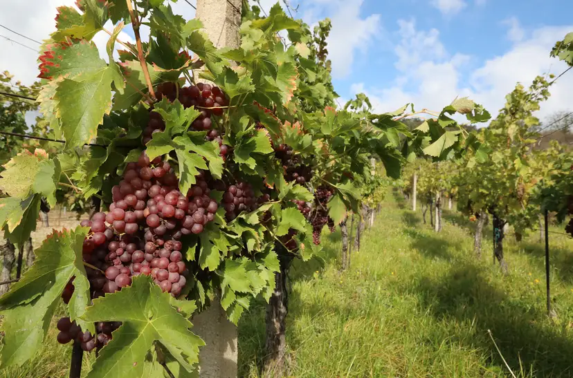 Przypowieści o winnicy: Boża łaska i historia zbawienia