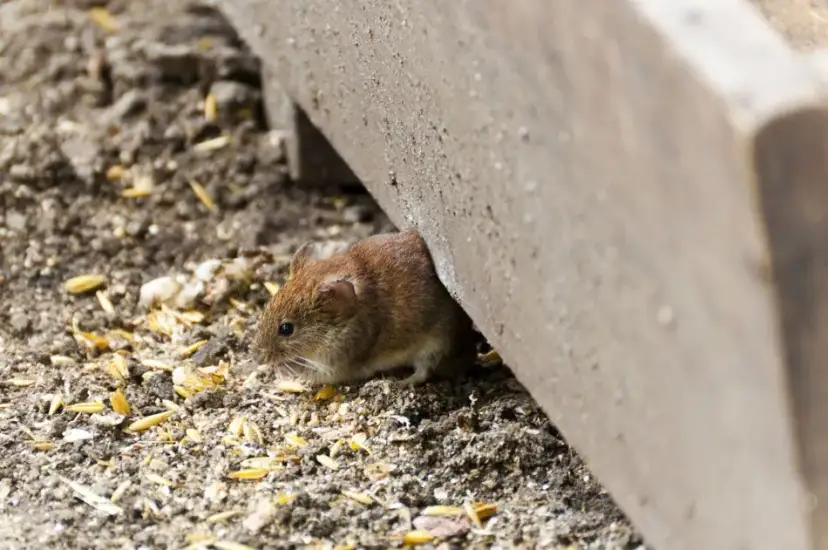 Skuteczne sposoby na pozbycie się myszy z elewacji Twojego domu
