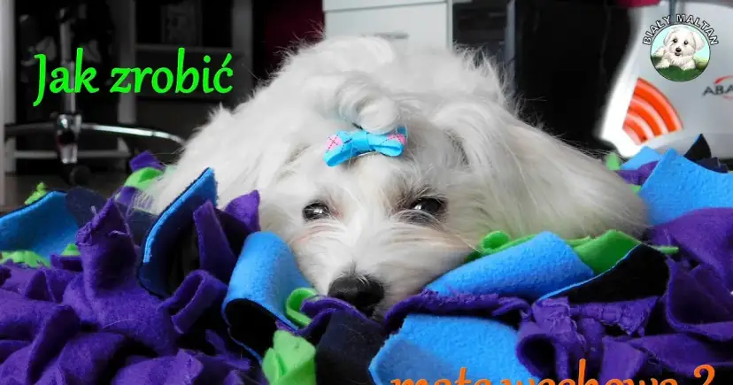 Jak zrobić matę węchową dla psa, która poprawi jego samopoczucie