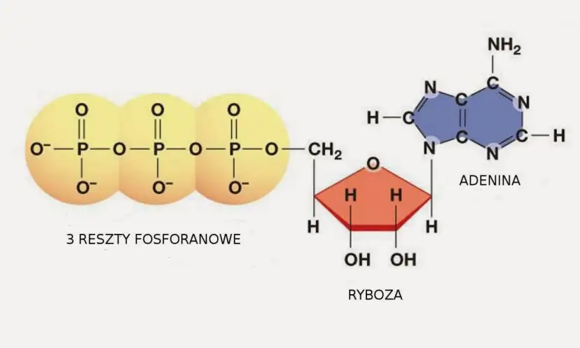 ATP w biologii – klucz do zrozumienia energii w komórkach