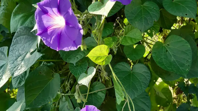 Jak siać wilec powój pnący, aby uzyskać bujne rośliny?