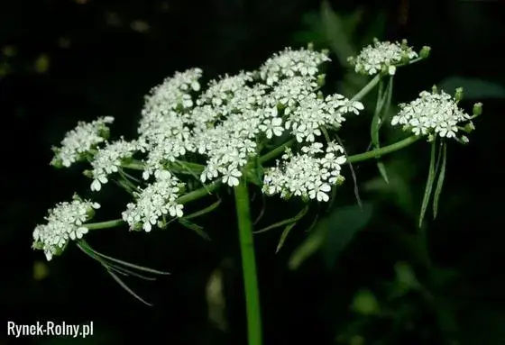 Barszcz, Szalej, Blekot: Jak rozpoznać trujące chwasty w ogrodzie?