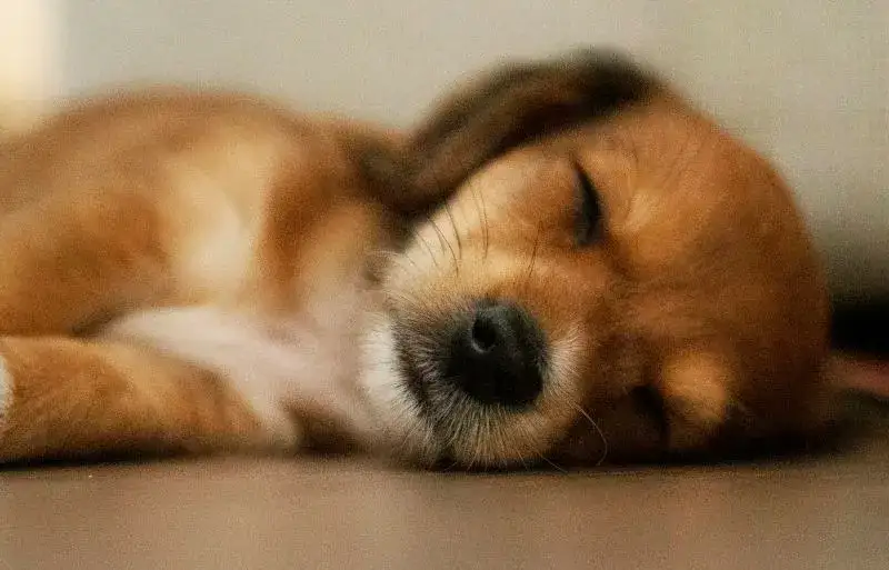 Kiedy szczeniak przesypia noc? Wiek 4 msc i sprawdzone metody