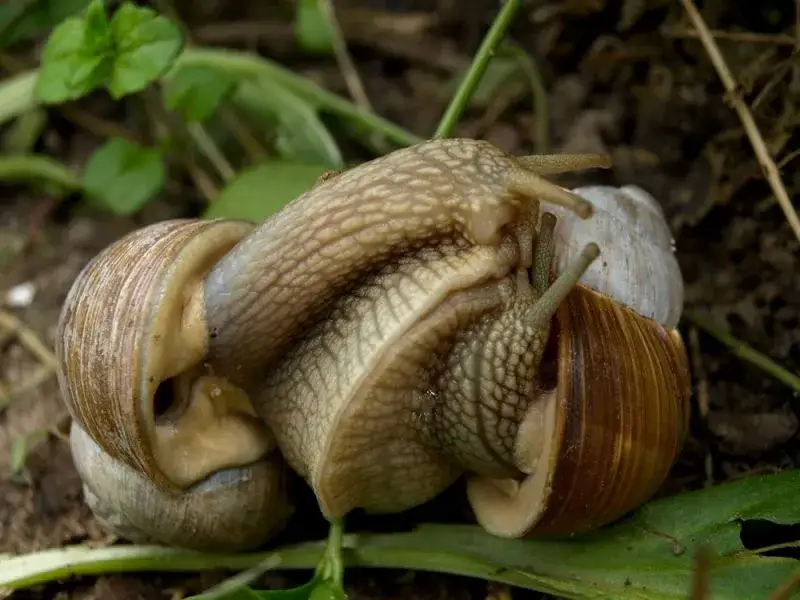 Jak rozmnażają się ślimaki afrykańskie? Zaskakujące fakty i procesy