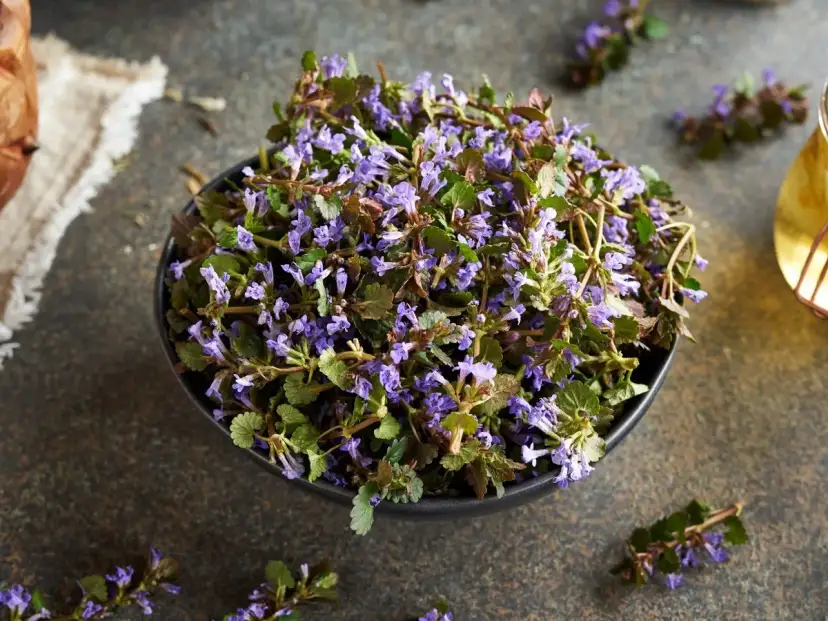 Bluszczyk kurdybanek: Skuteczne zwalczanie i jego drugie oblicze