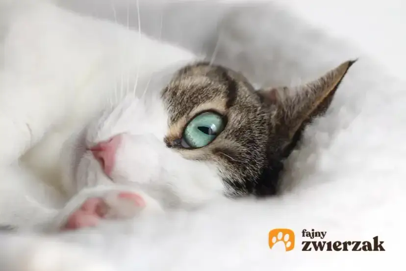 Objawy poronienia u kotki – jak je rozpoznać i kiedy działać