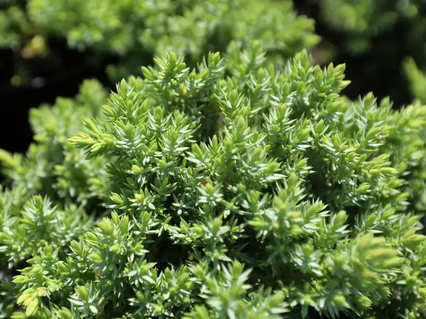 Jałowiec płożący jak sadzić: uniknij najczęstszych błędów przy sadzeniu