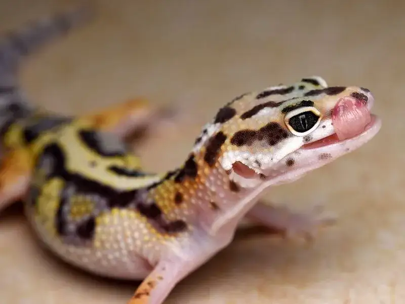 Gdzie kupić jaszczurkę? Sprawdzone miejsca i porady dla kupujących