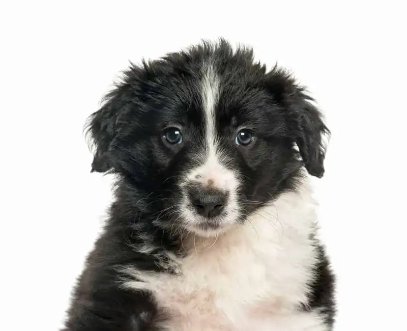 Wymiana sierści u border collie: kiedy i jak dbać o szatę?