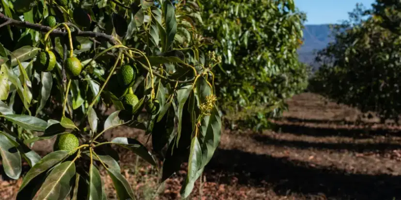 Cuando plantar aguacate para asegurar un crecimiento exitoso