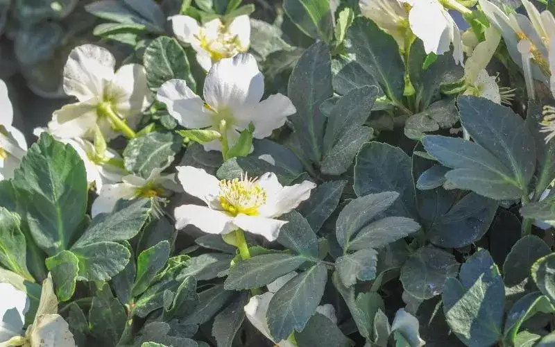 Ciemiernik biały kiedy sadzić - uniknij błędów i osiągnij sukces