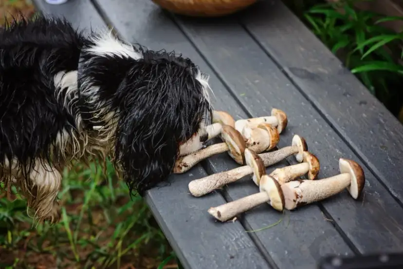 Czy pies może jeść grzyby? Sprawdź, co może mu zaszkodzić