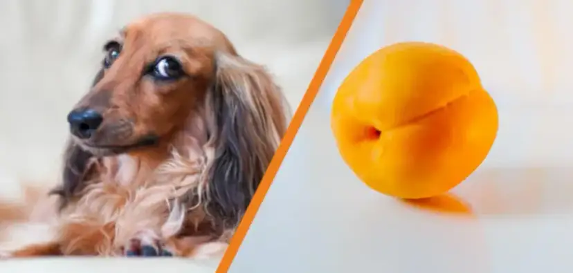 Czy pies może jeść suszone morele? Sprawdź, jakie są zagrożenia zdrowotne.