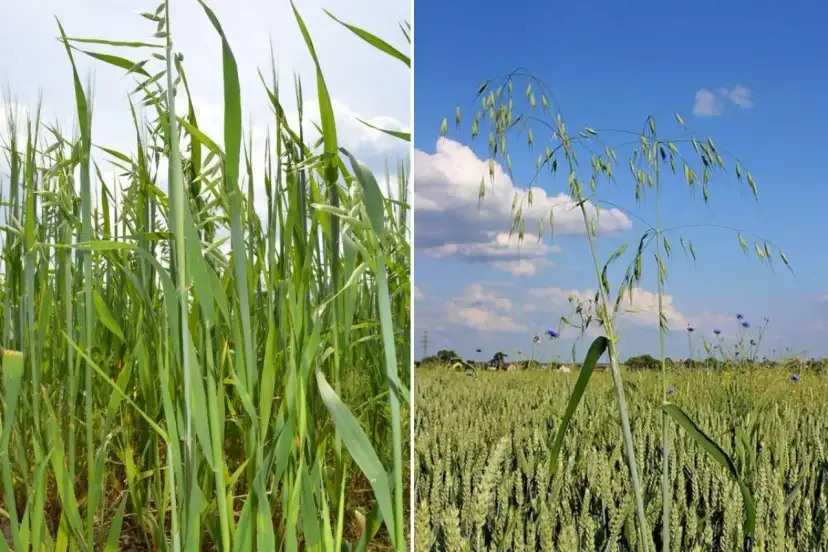 Głuchy chwast zbożowy: Jak pokonać owies głuchy i chronić plony?