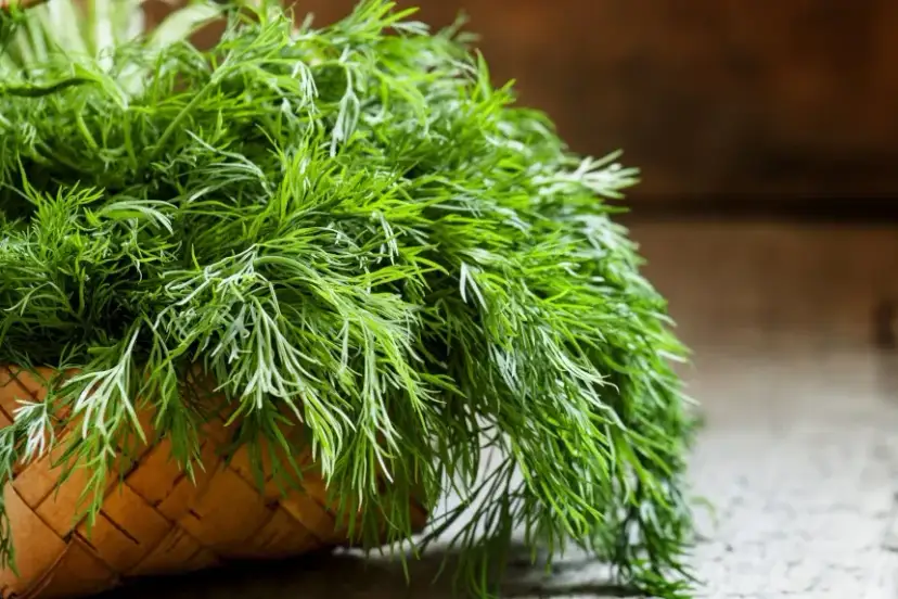 Czy pies może jeść koperek? Bezpieczne ilości i korzyści zdrowotne