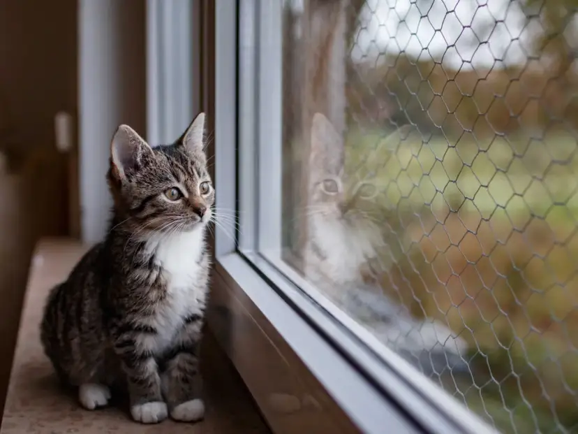 Was kostet eine Katze aus dem Tierheim? Die versteckten Kosten verstehen