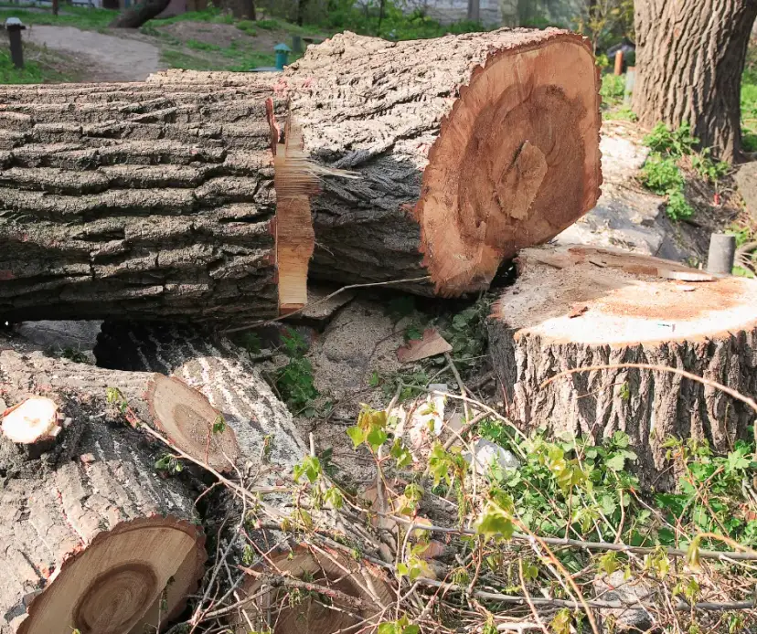 Czy można wyciąć uschnięte drzewo? Poznaj zasady i wyjątki