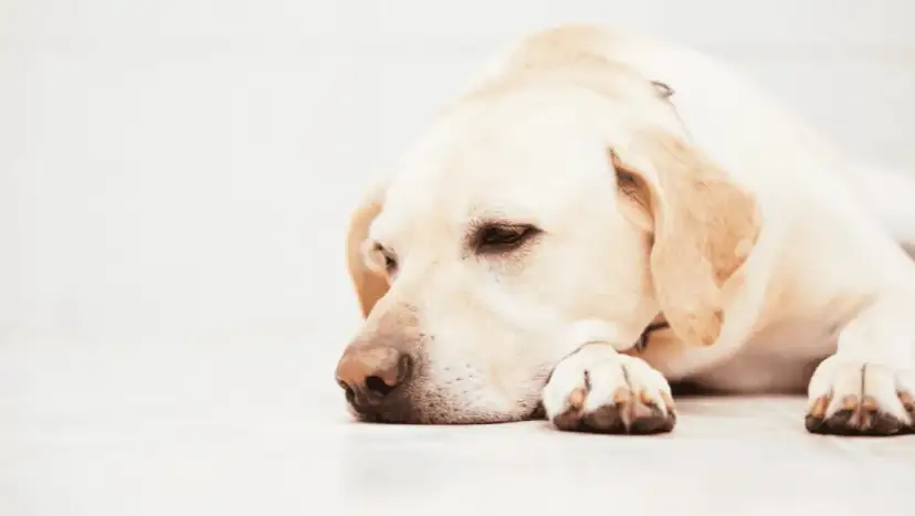 Choroby psychiczne u psów objawy – jak je rozpoznać i pomóc psu