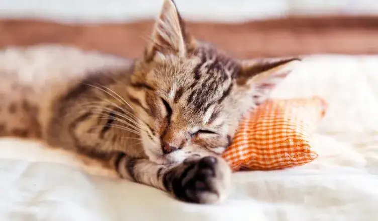 Jak odróżnić kota od kotki? Rozpoznawanie płci po narządach płciowych