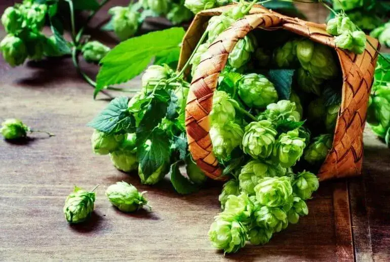 Jakie zioła na nerwicę lękową naprawdę działają i pomagają?