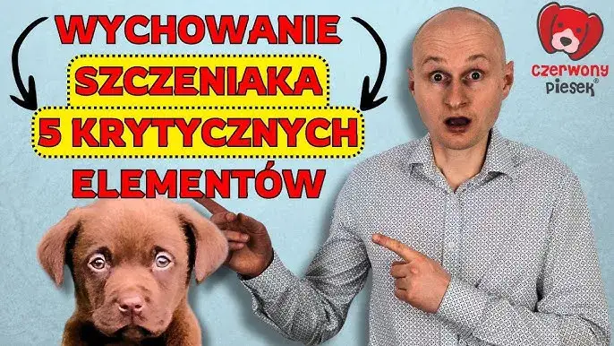 Jak wychować szczeniaka? Kompletny poradnik krok po kroku!